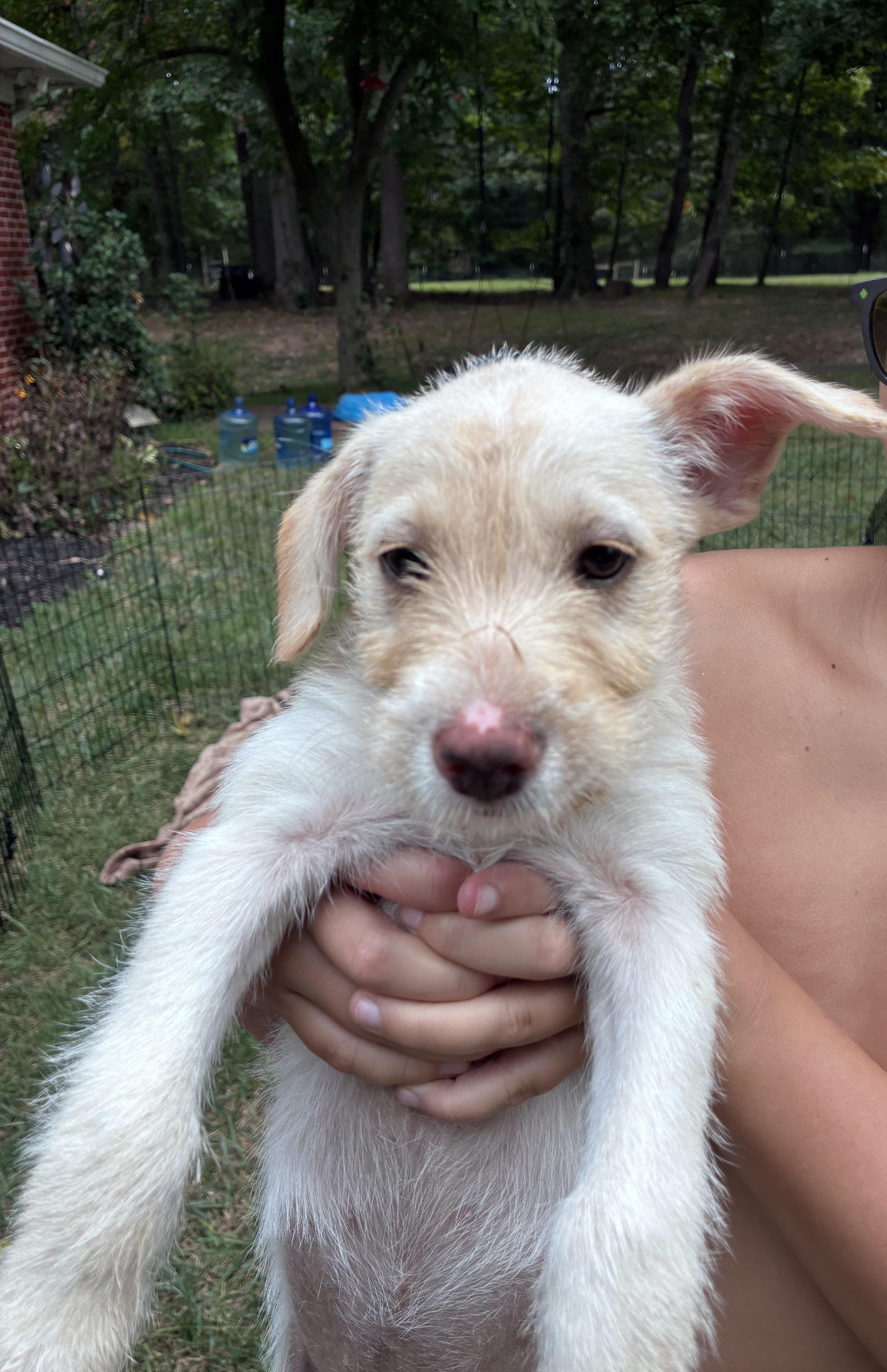 A baby medium-sized female Terrier dog named Prim for adoption in Gainesville, VA