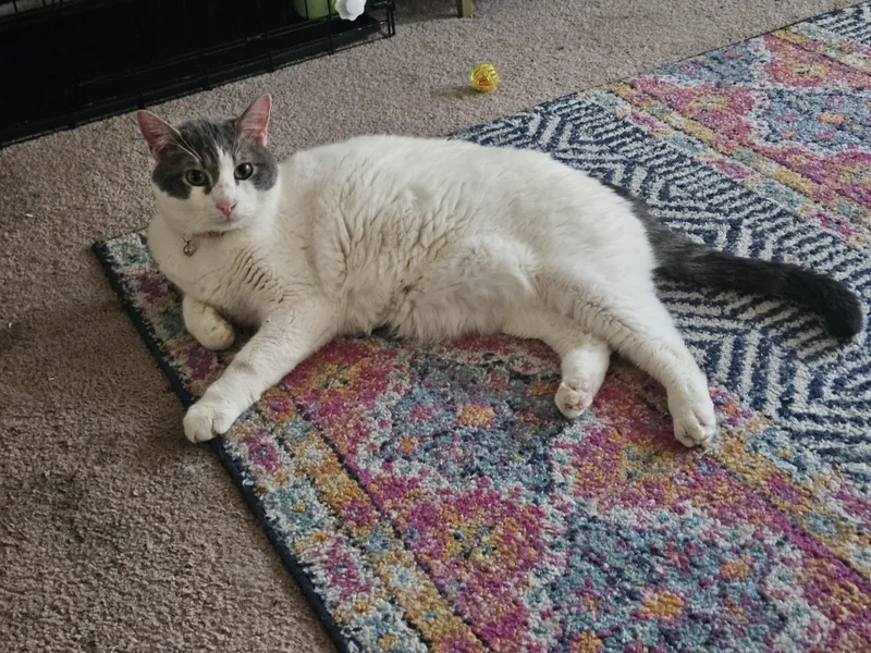 A young large-sized male Gray & White Domestic Short Hair cat named Norman for adoption in Orlando, FL