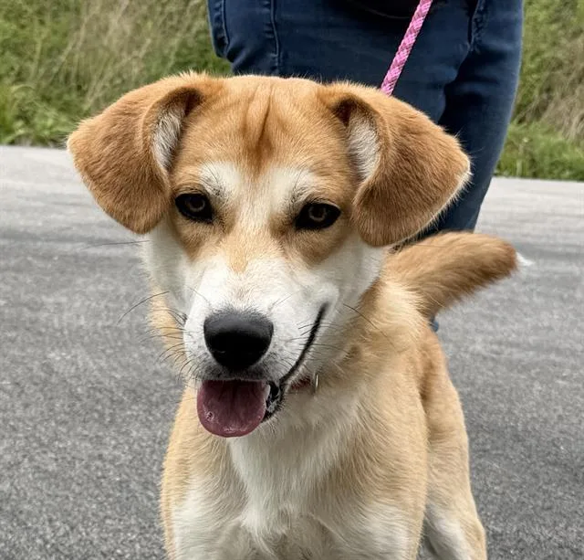 A young medium-sized male Beagle dog named Tater for adoption in Canfield, OH