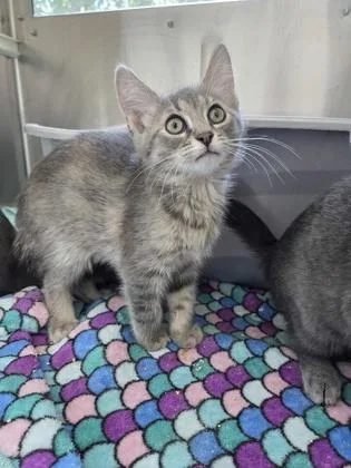 A baby small-sized female Domestic Short Hair cat named Paladin for adoption in Westland, MI