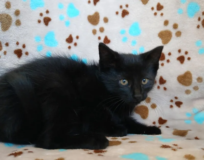 A baby small-sized male Black Domestic Short Hair cat named Banjo for adoption in Dickson, TN