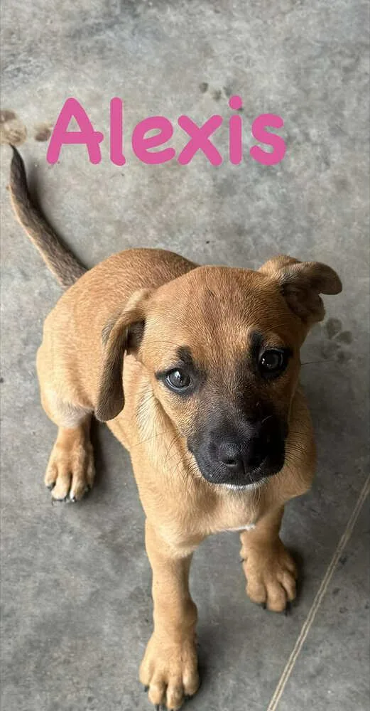 A baby medium-sized female Tricolor (Brown, Black, & White) Redbone Coonhound dog named Alexis for adoption in Syracuse, NY