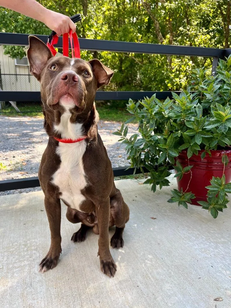 An adult large-sized male Doberman Pinscher dog named Doby for adoption in Lawrenceburg, TN