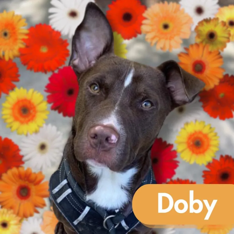 Doby thumbnail 3