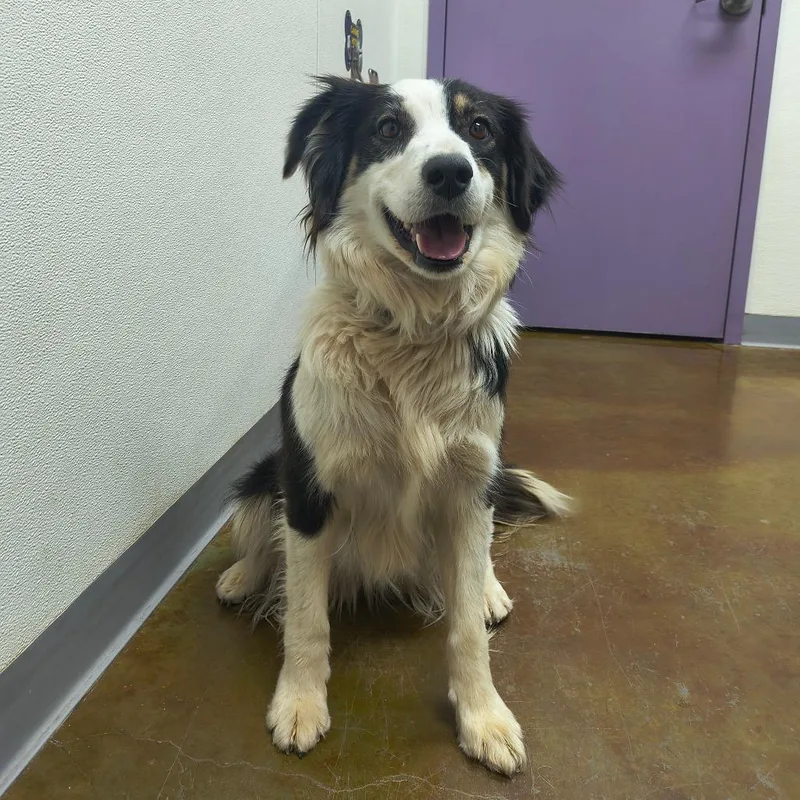 Stray Hold  Daisy