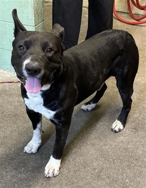 An adult large-sized male Pit Bull Terrier dog named Short Stuff for adoption in Sacramento, CA