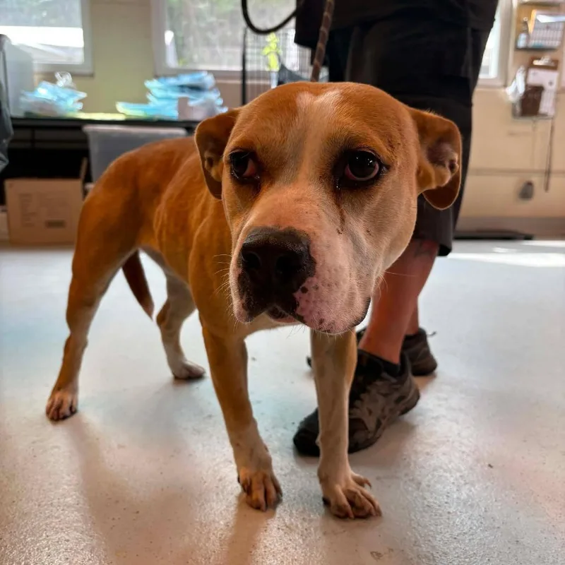 An adult medium-sized female Yellow / Tan / Blond / Fawn Mixed Breed dog named Angelina Ballerina for adoption in Huntington, WV