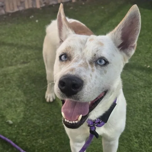 A young large-sized male Siberian Husky dog named Oreo for adoption in Phoenix, AZ
