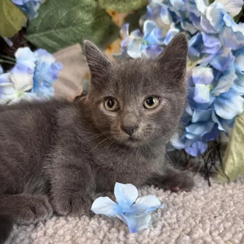 A baby small-sized male Gray / Blue / Silver Domestic Short Hair cat named Calooh for adoption in Toms River, NJ