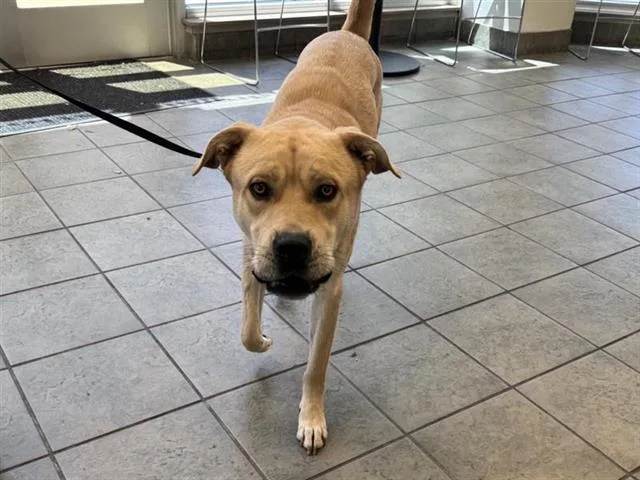A young large-sized male American Staffordshire Terrier dog named Peanut Ledesma for adoption in San Antonio, TX