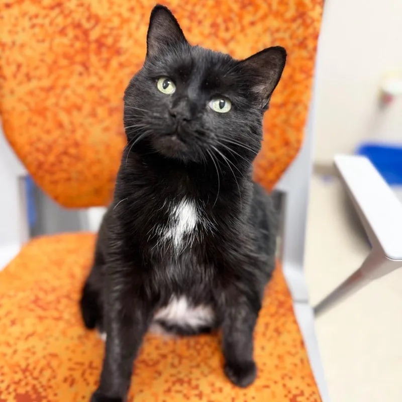 A senior large-sized female Black Domestic Short Hair cat named Toes for adoption in Oshkosh, WI