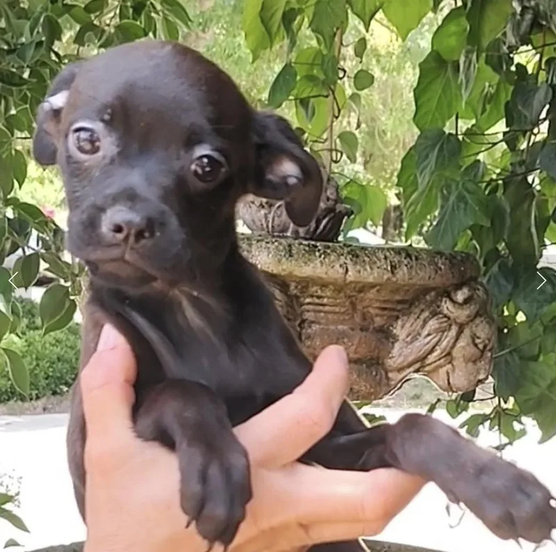 Small But Mighty Litter thumbnail 3