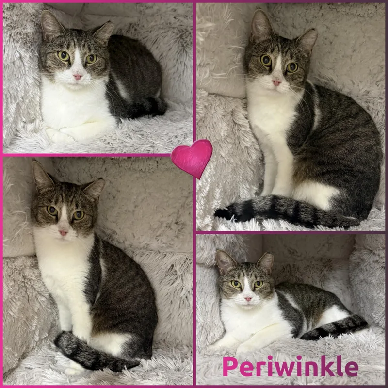 An adult medium-sized female Tabby (Gray / Blue / Silver) Domestic Short Hair cat named Periwinkle for adoption in Louisville, KY