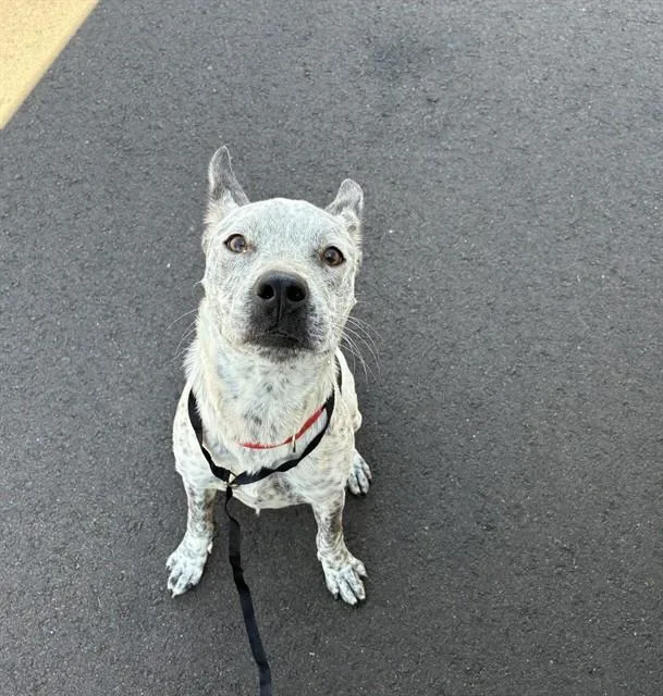 A young large-sized female Australian Cattle Dog / Blue Heeler dog named Dorita for adoption in Mesa, AZ