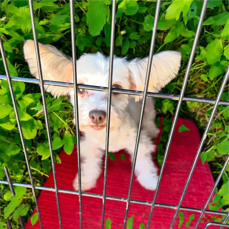 An adult small-sized male Apricot / Beige Yorkshire Terrier dog named Levi for adoption in Hartwell, GA