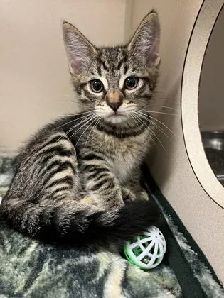 Simba