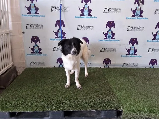 A young large-sized female Border Collie dog named Dolly for adoption in Orlando, FL