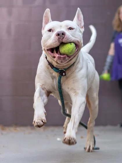 Tanny Phantom thumbnail 3