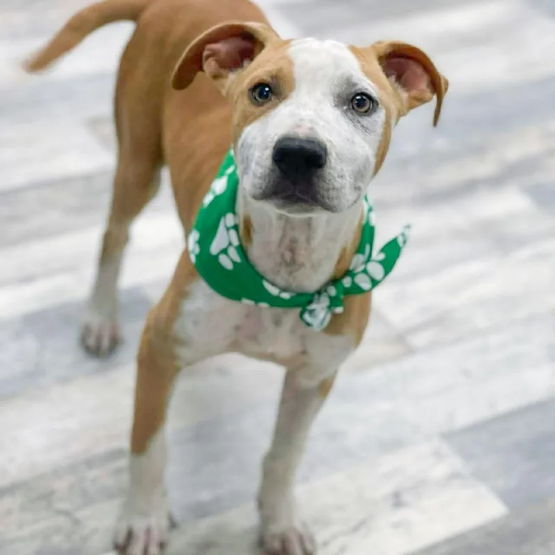A young medium-sized male Yellow / Tan / Blond / Fawn Pit Bull Terrier dog named Pancho for adoption in Austin, TX