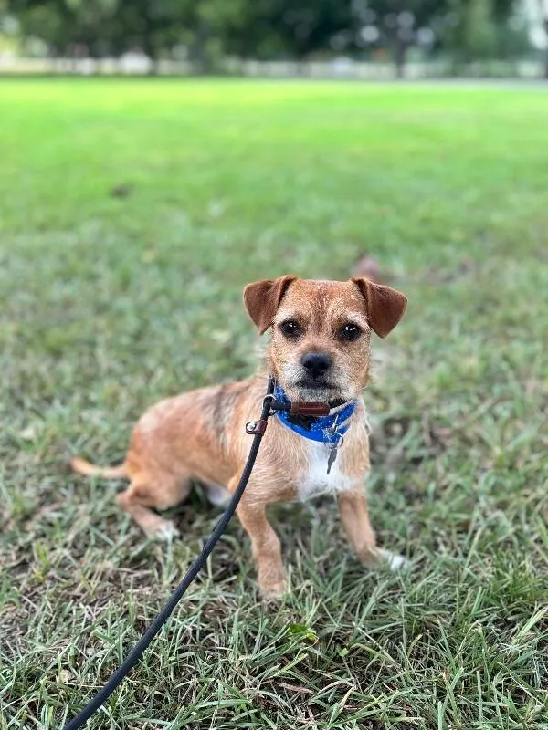A young small-sized male Yellow / Tan / Blond / Fawn Wirehaired Terrier dog named Charlie for adoption in Aiken, SC