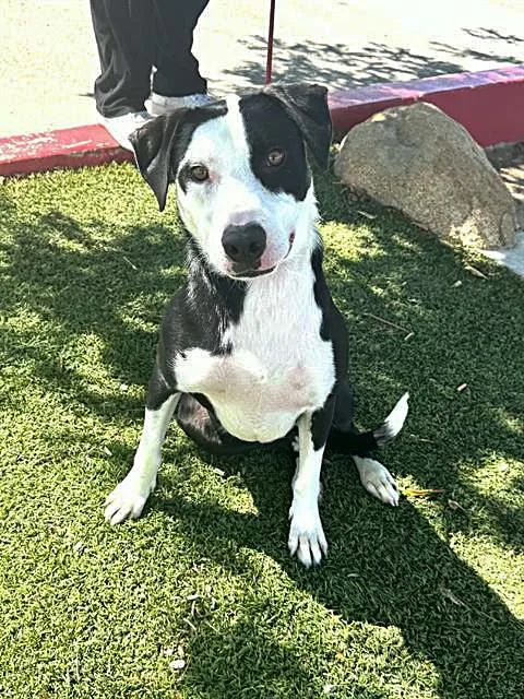 A young large-sized male Black Border Collie dog named Max URGENT for adoption in Thousand Oaks, CA