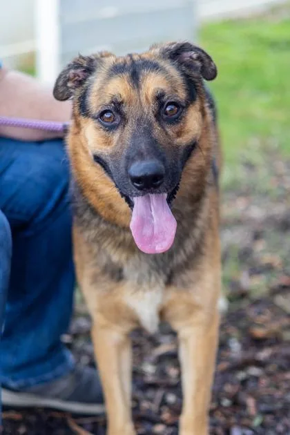 An adult large-sized male Mixed Breed dog named Edson for adoption in Chamblee, GA