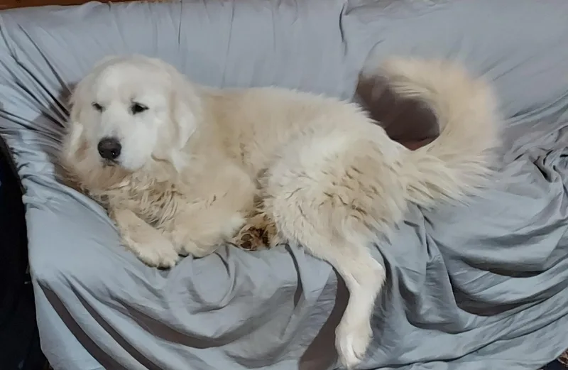 Koda Boy thumbnail 6