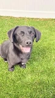 A young small-sized male Black Labrador Retriever dog named Nix for adoption in Mount Juliet, TN
