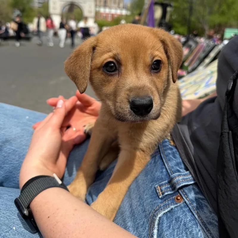 A baby medium-sized male Brown / Chocolate Labrador Retriever dog named Gonzo for adoption in Brooklyn, NY