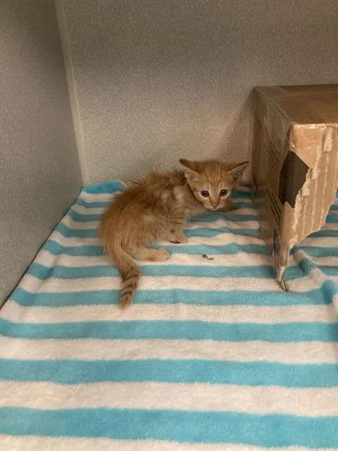 A baby small-sized female Domestic Short Hair cat named Michelangelo for adoption in Dallas, TX