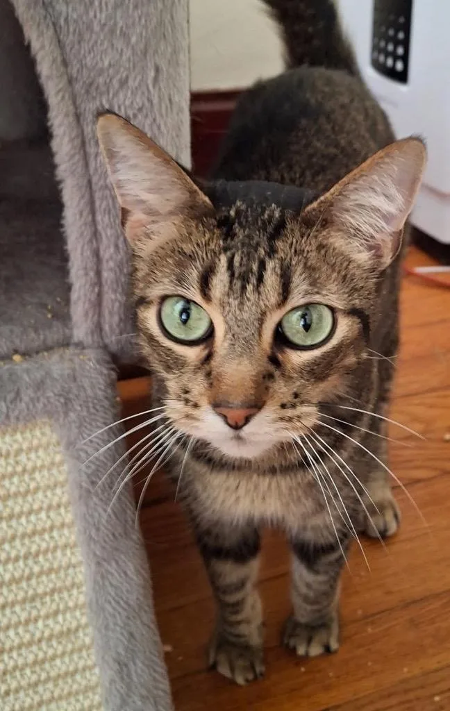 A senior small-sized male Domestic Short Hair cat named Declawed Gus for adoption in Ballwin, MO