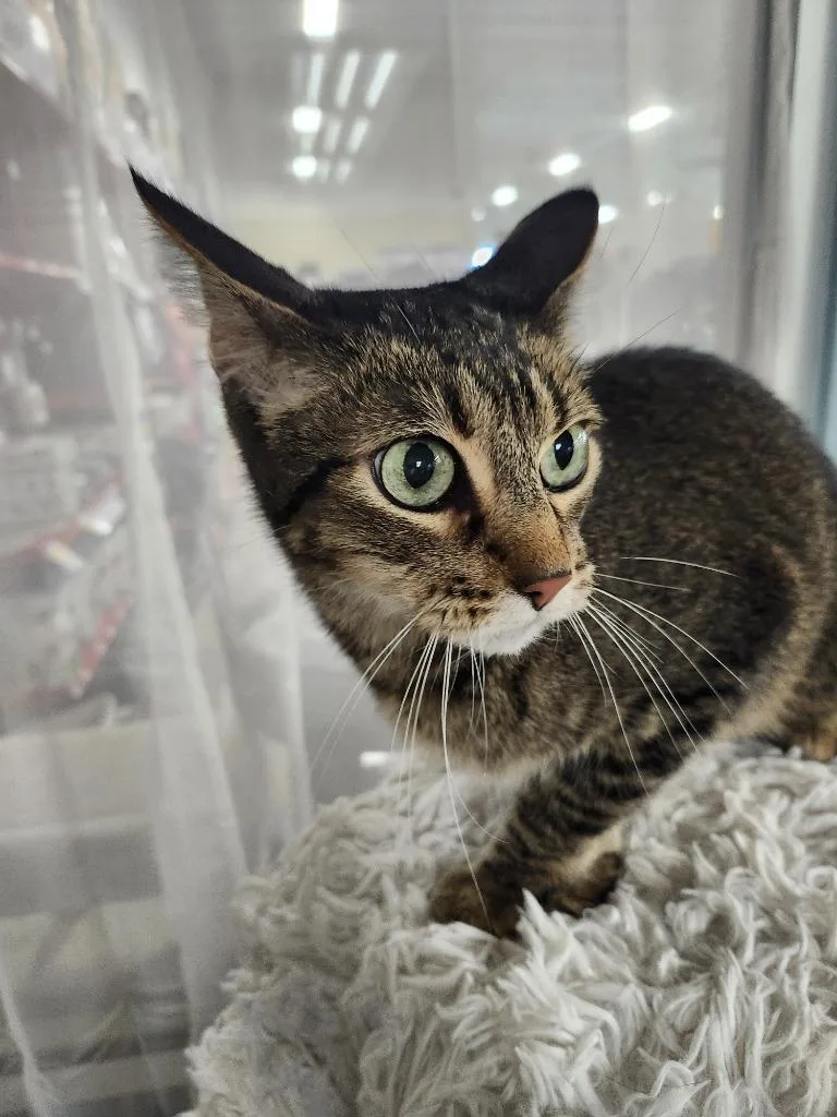 Declawed Gus thumbnail 2