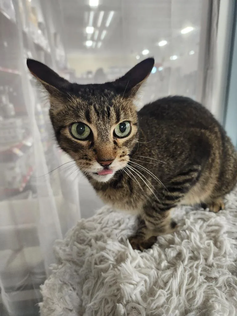 Declawed Gus thumbnail 4
