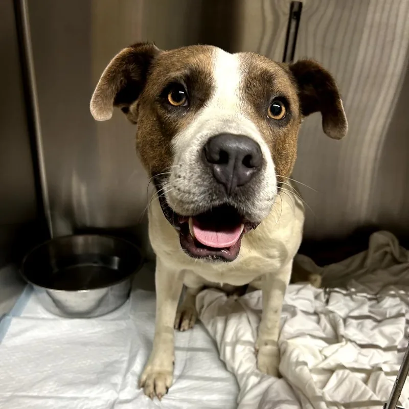 An adult medium-sized male White / Cream Mixed Breed dog named Boomarang for adoption in Pauls Valley, OK