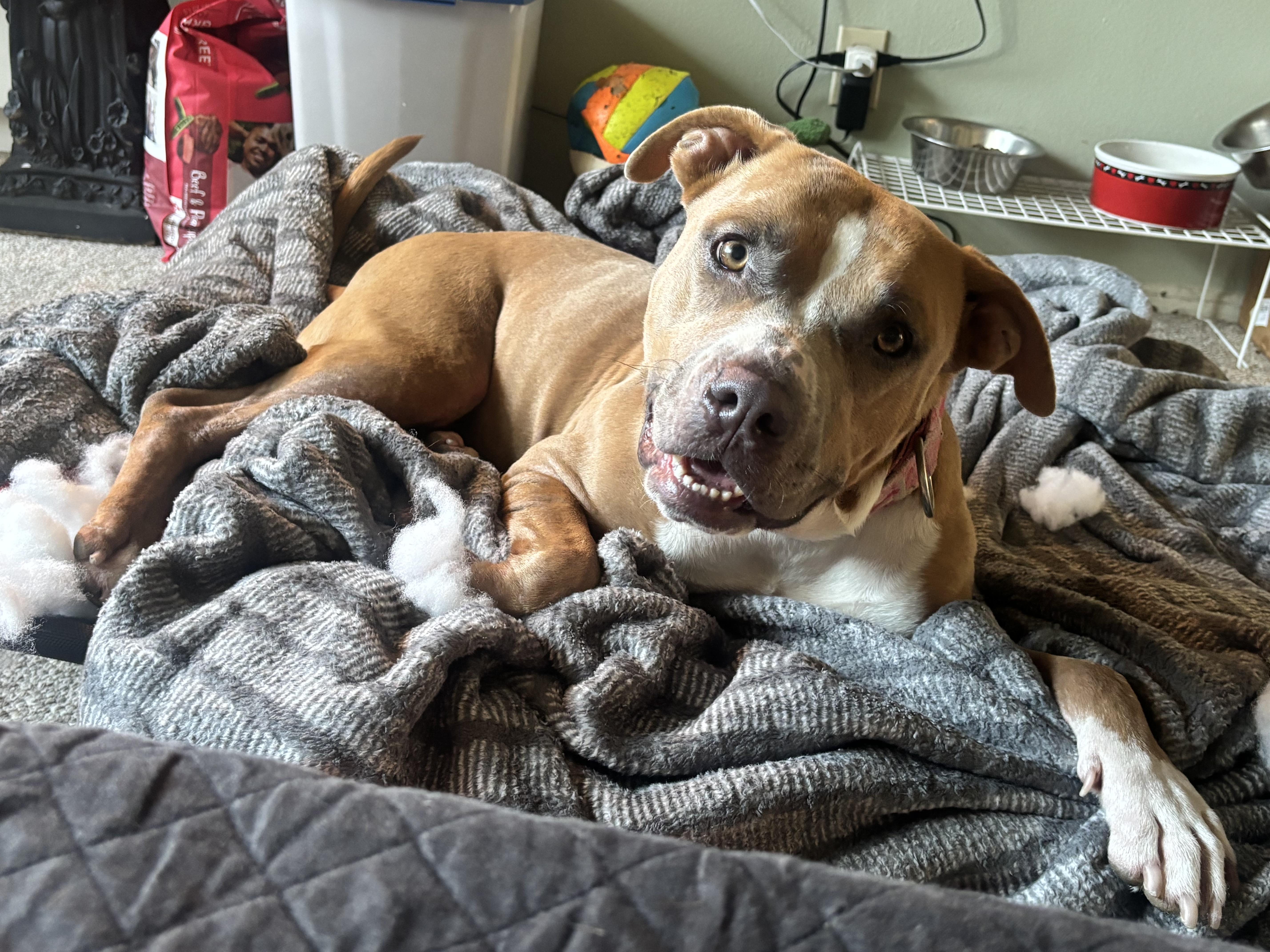 A young large-sized female Apricot / Beige American Bully dog named Vixon for adoption in Whittier, CA