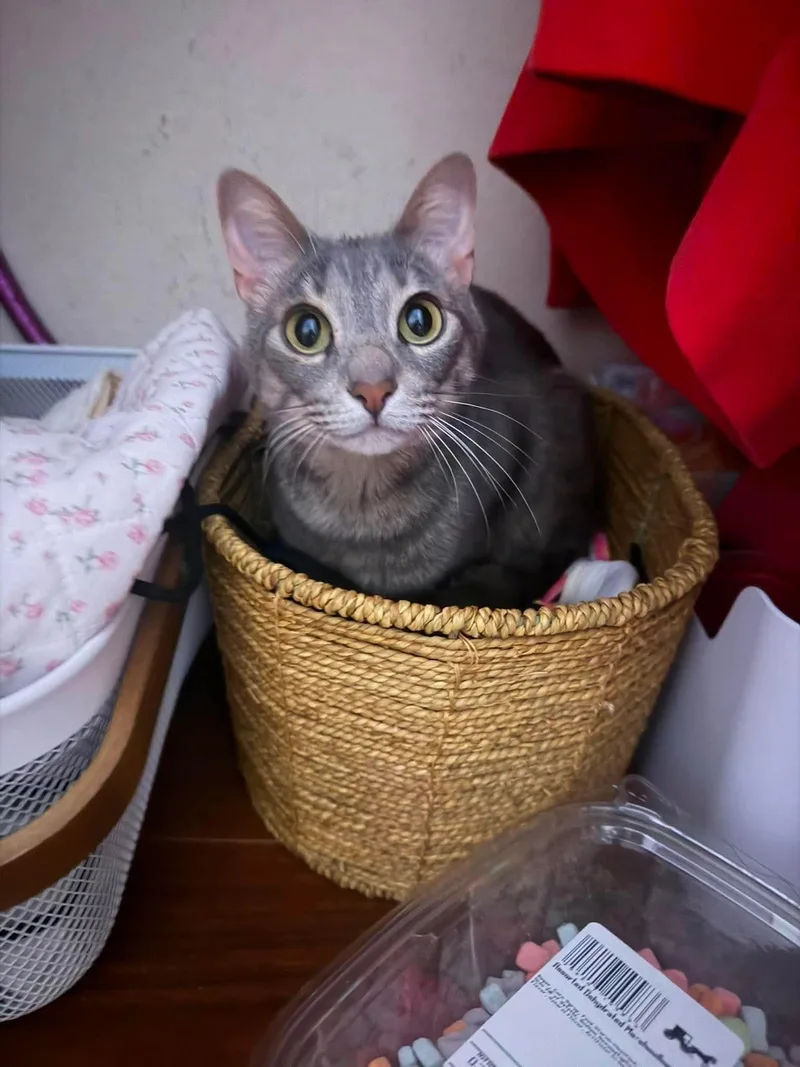 An adult small-sized female Domestic Short Hair cat named Lita for adoption in Anna, TX
