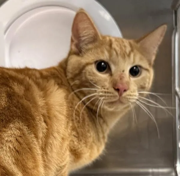 An adult large-sized male Domestic Short Hair cat named Gideon for adoption in Golden, CO