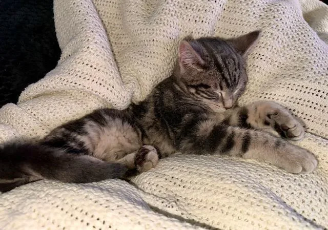 A baby medium-sized male Tabby (Gray / Blue / Silver) Tabby cat named Paolo for adoption in Lombard, IL