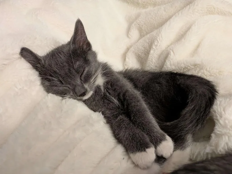 A baby medium-sized male Domestic Short Hair cat named Humboldt  Amoc for adoption in Minneapolis, MN