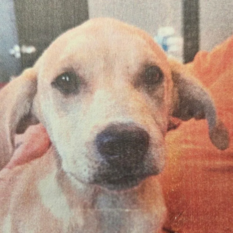 A baby small-sized female Yellow / Tan / Blond / Fawn Labrador Retriever dog named Gillie D for adoption in Princeton, MN