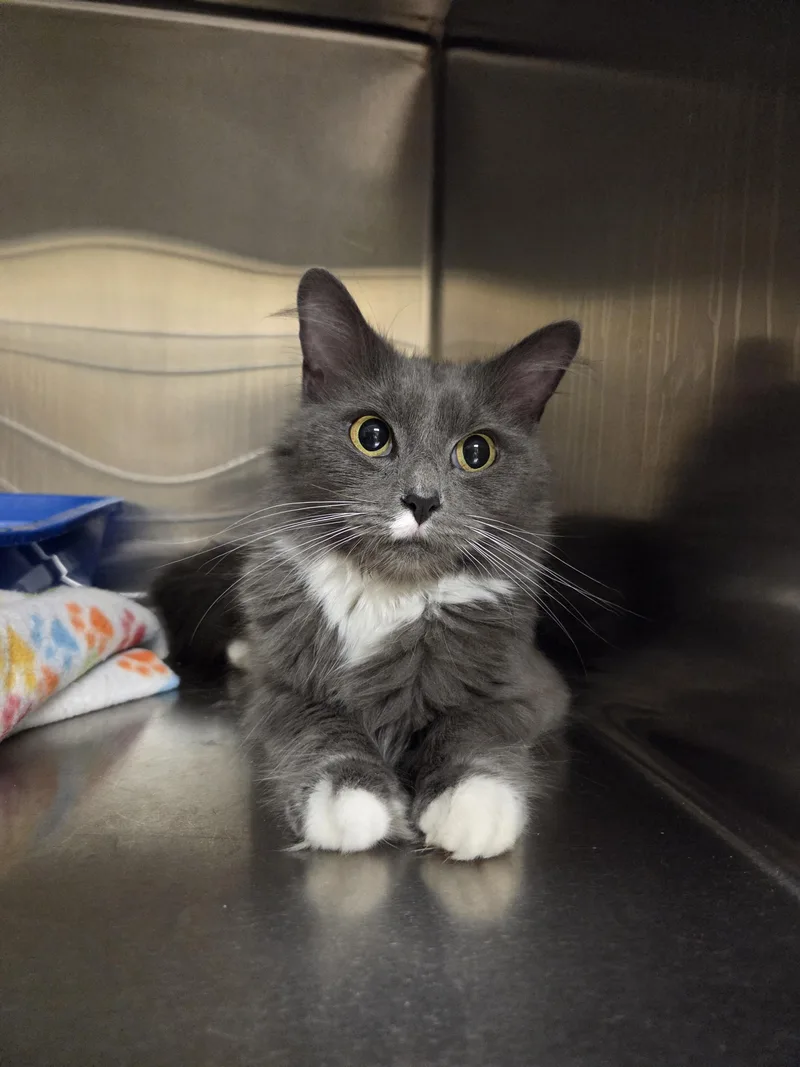 A young medium-sized female Gray & White Domestic Long Hair cat named Mittens for adoption in Worcester, MA