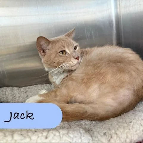 A young large-sized male Orange / Red Domestic Short Hair cat named Jack for adoption in Archbold , OH