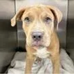 Tyson thumbnail 2