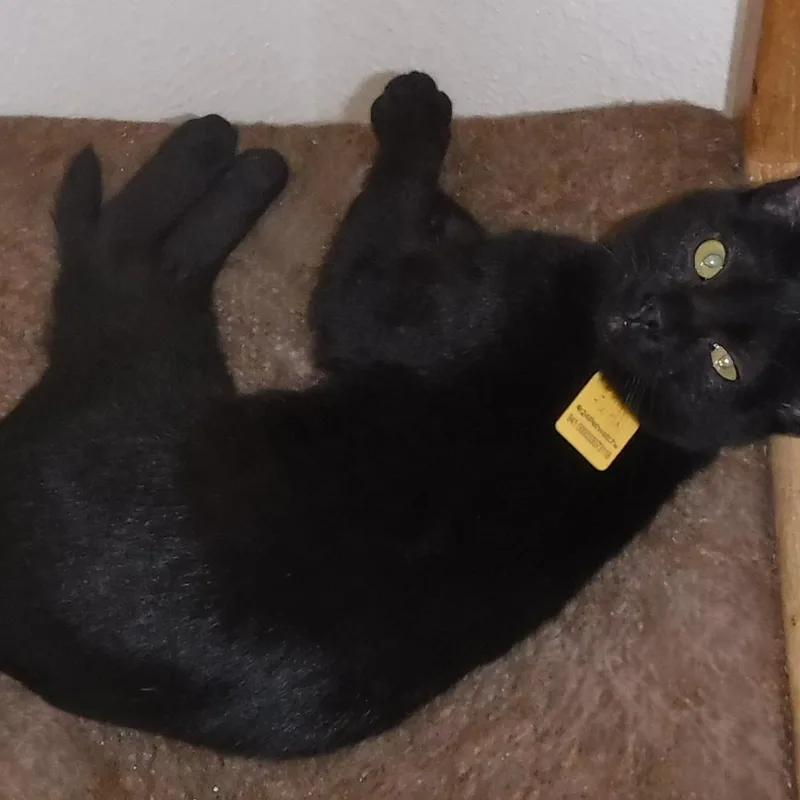 A baby medium-sized female Black Bombay cat named Gwen Social & for adoption in Hoquiam, WA