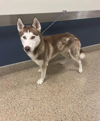 An adult large-sized male Siberian Husky dog named Lucky for adoption in Miami, FL