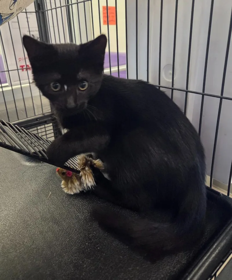 A baby large-sized male Domestic Medium Hair cat named Jude for adoption in Bossier City, LA