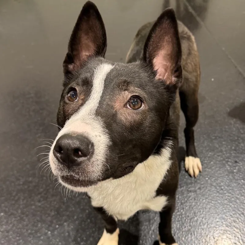 A young medium-sized male Tricolor (Brown, Black, & White) Husky dog named Alex for adoption in Naperville, IL