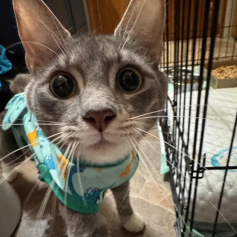 Root Beer Float thumbnail 2