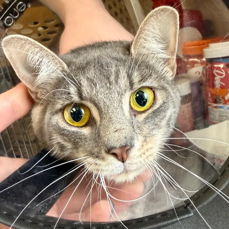 Root Beer Float thumbnail 4