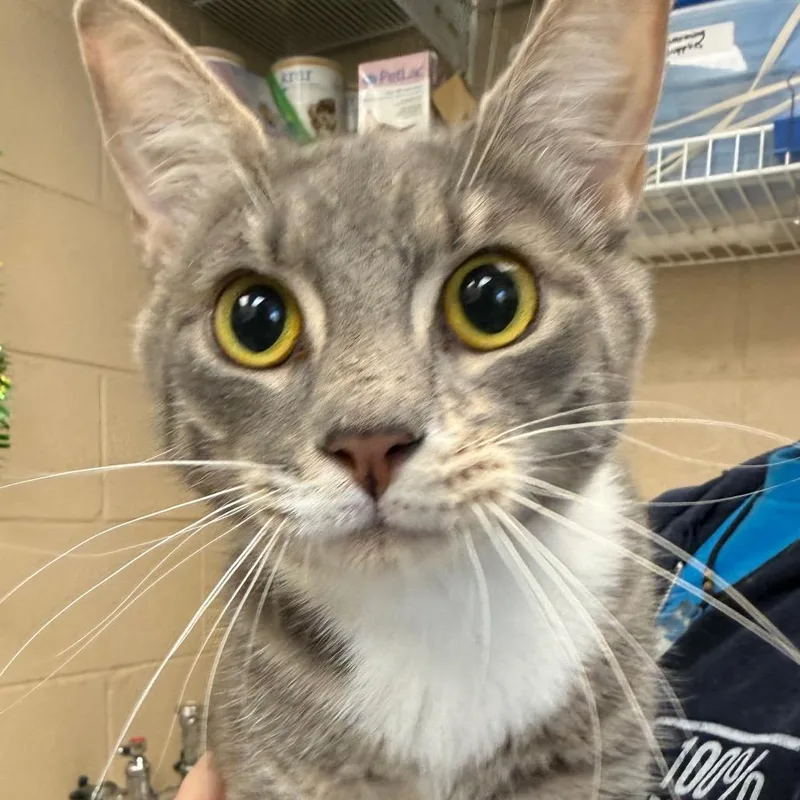 Root Beer Float thumbnail 5